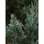Videolu En Favori Dekorasyon Bitkisi Leylandi (30 40 Cm) 1 Adet Tüplü Cupressus