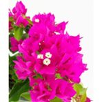 Videolu Fuşya Pembe Begonvil (30 50 Cm)1 Adet Saksılı Çiçekli Bahçe/ Balkon Bitkisi Bougainvillea