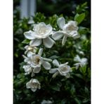 Videolu Gardenya Çiçeği (30 50 Cm)1 Adet Saksılı/ Tüplü Çiçekli Bahçe Bitkisi Balkon Gardenia