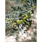 Videolu Gemlik Zeytin 80 110 Cm 1 Adet Saksılı/tüplü 1 Adet Gemlik Zeytin Fidesi Olive Sapling