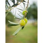 Videolu Gemlik Zeytin Fidanı 1 Adet [50-70 cm] Dış Mekan [olive Seedling]