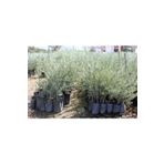 Videolu Gemlik Zeytin Fidanı Fidesi 80-190 Cm Tüplü Aşılı Güller Olive Tree Sapling