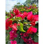 Videolu Göz Alıcı Begonvil (50 80 Cm)1 Adet Saksılı Çiçekli Iç/ Dış Mekan Bitkisi Bougainvillea
