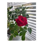 Videolu Gül Fidanı Kırmızı (10-15 Cm) Saksılı Kokulu Aşılı Gül Red Rose