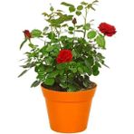 Videolu Gül Fidanı Kokulu Kırmızı Renkli 40 65 Cm Saksılı Aşılı Gül Red Rose