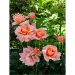 Videolu Gül Fidanı Somon Rengi 40 65 Cm 2 Adet Saksılı Aşılı Gül Salmon-colored Rose