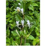 Videolu Hanımeli Beyaz Çiçekli (30 50 Cm)1 Adet Dış Mekan Sarmaşık Bitkileri Caprifoliaceae