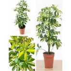 Videolu Harika Görünüm Tek Dal Alacalı Şeflera Çiçeği 40-90 cm Saksılı Iç Mekan Bitk(Schefflera)