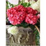 Videolu Hoş Kırmızı Çiçekli Ortanca Fidanı 30-50 Cm Tüplü Çiçekli Bodur Bitkiler Red Hydrangea
