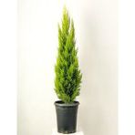 Videolu Hoş Kokulu Limoni Servi Fidanı ( 30-40 Cm) Tüplü Dış Mekan Ağaçları Lemon-Scented Pine