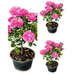 Videolu Isparta Gül Fidanı Pembe Renkli 40 70 Cm 3 Adet Saksılı Aşılı Gül Pink Rose