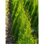 Videolu İthal Limon Servi Çam Fidanı 1 Adet Saksılı/ Tüplü 30-50 cm(CUPRESSUS Macrocarpa Goldcrest)