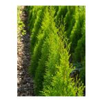Videolu Ithal Limon Servi Çam Fidanı 1 Adet Saksılı/Tüplü 30-50Cm (Cupressus Macrocarpa Goldcrest)