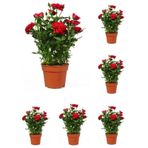 Videolu Kadife Kırmızı Gül Fidanı Yediveren Kokulu 6 Adet Saksılı 40-60cm Dış Mekan Red Roses