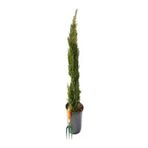 Videolu Kara Selvi Fidanı 1 Adet Dikime Hazır Mezarlık Ağacı 35-65CM Saksılı (Black Pine Sapling)