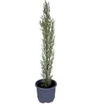 Videolu Kara Selvi-Mezarlık Servi 30-50 cm Tüplü Dış Mekan Ağaçları(Cupressus Sempervirens)