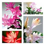 Videolu Karışık 4 Adet Yılbaşı Çiçeği Fidanı Çiçekli Bodur Bitkiler Euphorbia Pulcherrima