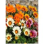 Videolu Karışık Renk 10 Adet Gazanya Koyun Gözü Çiçeği Fidanı 20-40cm Saksılı Gazania