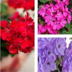 Videolu Karışık Renk 3 Adet Sardunya Çiçeği Fidanı 30-60cm Saksılı Geranium