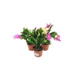 Videolu Karışık Renk Yılbaşı Çiçeği 3 Adet Saksılı 10-15Cm İç Mekan Ev Salon Bitkisi (Schlumbergera)