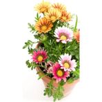 Videolu Karışık Renkli Gazanya (10 20 Cm)10 Adet Saksılı/ Tüplü Çiçekli Bodur Bitki Gazania