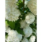 Videolu Kartopu Fidanı (50 70 Cm)1 Adet Saksılı Çiçekli Dış Mekan Bitkisi Viburnum
