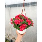 Videolu Katlı Kırmızı Petunya Çiçeği 1 Adet Sarkaç Askılı 30-45cm Ters Balkon Bitkisi Petunia