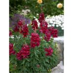 Videolu Kırmızı Aslanağzı (50 15 cm)10 Adet Saksılı/ Tüplü Bahçe Çiçekli Balkon Bitkisi Antirrhinum