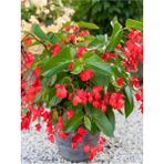 Videolu Kırmızı Begonya Küçük Hanım Çiçeği 1 Adet Saksılı 30-40 Cm Iç Mekan Bitkisi Red Begonia
