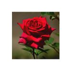 Videolu Kırmızı Bodur Gül Fidanı Tüplü 2 Adet 15-25 Cm Yediveren Gül Aşılı Güller Dark Red Rose