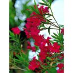 Videolu Kırmızı Bodur Zakkum Çiçeği Fidanı 25-40 Cm Saksılı Çiçekli Bodur Bitkiler Red Oleander
