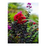 Videolu Kırmızı Çiçekli Oya Ağacı (30 65 Cm)1 Adet Saksılı Dış Mekan Ağacı Lagerstroemia Indica