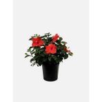 Videolu Kırmızı Japon Gülü Çiçeği Fidanı 1 Adet Saksılı/ Tüplü 40-45 cm (Japanese Camellia)