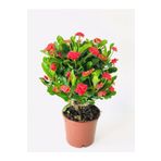 Videolu Kırmızı Milli Dikenler Tacı Dolgun Gösterişli Bitki 1 Adet Saksılı 20-40 Cm Euphorbia