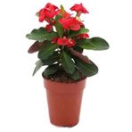 Videolu Kırmızı Milli Dikenler Tacı Mini Boy 1 Adet Saksıllı 10-20cm Salon Bitkisi Euphorbia Red