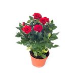 Videolu Kırmızı Minyatür Gül Fidanı 1 Adet Saksılı/ Tüplü 20-40cm Bahçe Teras Bitkisi (RED ROSE)