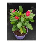 Videolu Kırmızı Renk Milli Dikenler Tacı 25 55 cm Saksılı Kaktüs Euphorbia