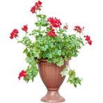 Videolu Kırmızı Sakız Sardunya (30 50 Cm)1 Adet Saksılı Çiçekli Bodur Bitki Geranium