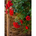 Videolu Kırmızı Sarmaşık Gül Fidanı 100-130 cm Tüplü Dış Mekan Sarmaşık Red Climbing Rose Bush