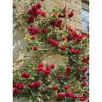 Videolu Kırmızı Sarmaşık Gül Fidanı Kokulu 90 140 Cm 1 Adet Tüplü Aşılı Gül Red Rose