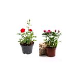 Videolu Kırmızı Ve Pembe Gül Fidanı 2 Adet Yediveren Saksılı 20-40 Cm (Pink And Red Rose Sapling)