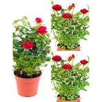 Videolu Kırmızı Yediveren Kokulun Gül Fidanı 3 Adet Saksılı Dış Mekan Bitkisi 35-60 Cm Red Rose