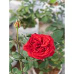 Videolu Kırmızı Yediveren Mis Kokulu Gül Fidanı 3 Adet Saksılı 50-90 Cm Red Rose Sapling