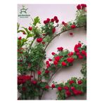Videolu Kırmızı Yediveren Sarmaşık Gül Fidanı (50-80Cm) Tüplü Aşılı Gül (Red Rose), GDB140624NA103