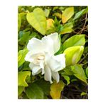 Videolu Kokulu 1 Adet Beyaz Gardenya Çiçeği Saksılı 25-40cm Salon Bitkisi White Gardenia Flower