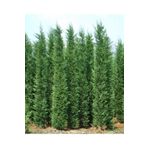Videolu Kokulu 1 Adet Leylandi Fidanı 30-70Cm SaksılıTüplü ("Leyland Cypress Sapling)