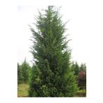 Videolu Kokulu 5 Adet Leylandi Fidanı 30-60Cm SaksılıTüplü (Leyland Sapling)