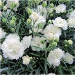Videolu Kokulu Beyaz Karanfil Çiçeği Fidanı 15-30cm Saksılı Çiçekli Bodur Bitkiler White Carnation
