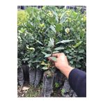 Videolu Kokulu Defne Fidanı 5 Adet Tüplü 60-100 cm Dış Mekan Bitkisi (Laurus Nobilis)