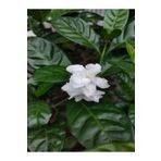 Videolu Kokulu Gardenya Bitkisi 25-40 cm Saksılı/tüplü Dış Mekan Sarmaşık Bitkileri Jasminoides